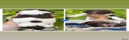 English Springer Spaniel dogs for sale: KC English Springer Spaniels liver and white  - Advert 11