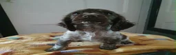 Sprocker dogs for sale: Sprocker pups for sale  - Advert 8