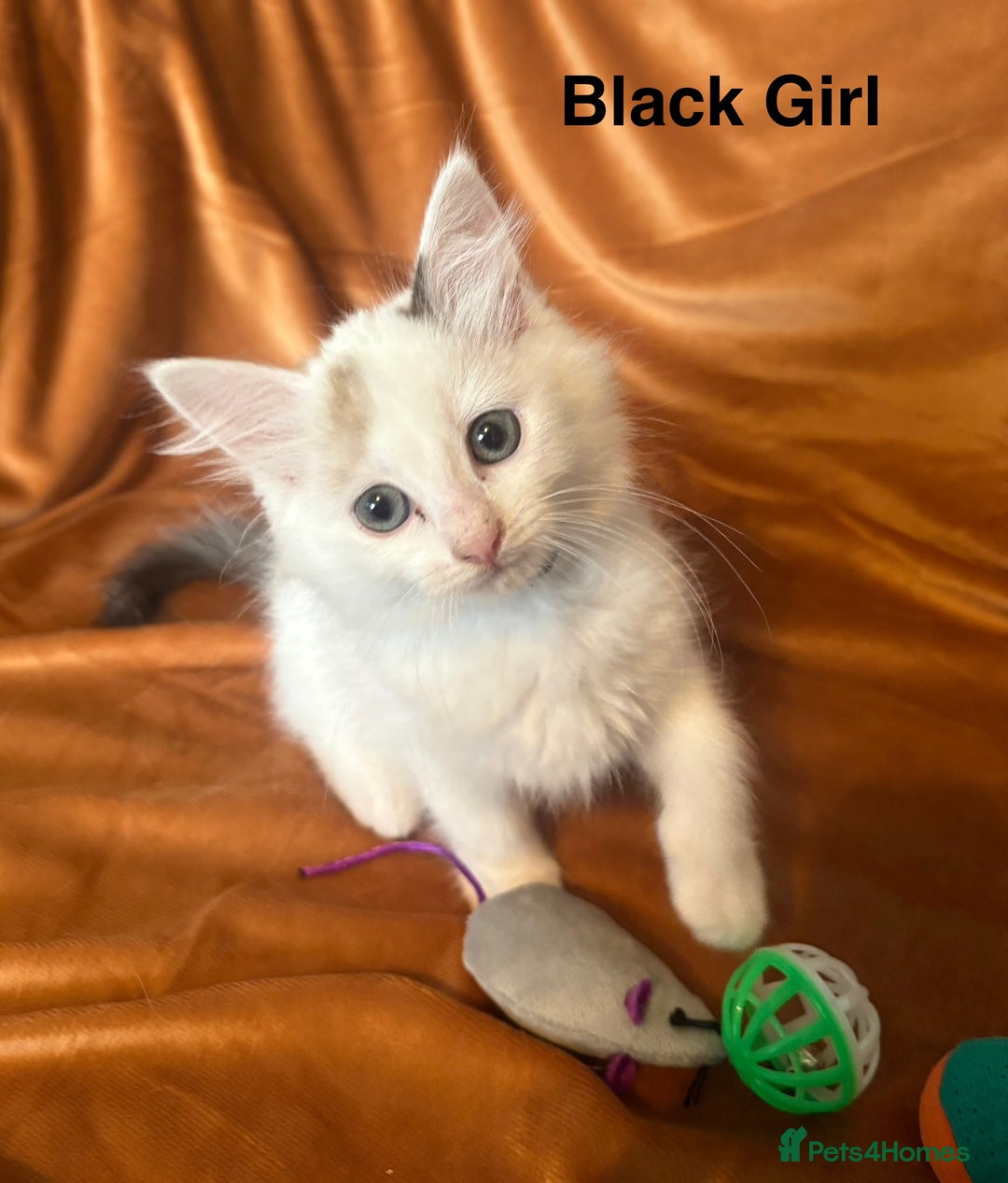 Ragdoll cats for sale: Adorable pure Ragdoll kittens boys and girls - Image 15