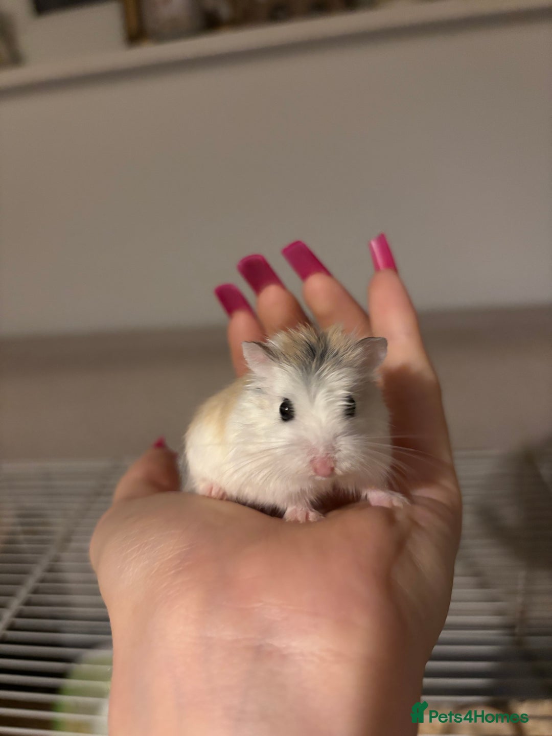 Hamster rodents for sale: Robo Hamster  - Advert 1