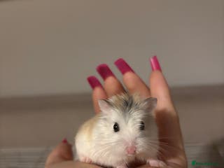 Hamster rodents Robo Hamster - Advert 3