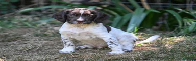 English Springer Spaniel 3