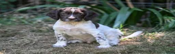 English Springer Spaniel dogs for sale: Kennel club registered Springer Spaniel Puppies - Advert 36