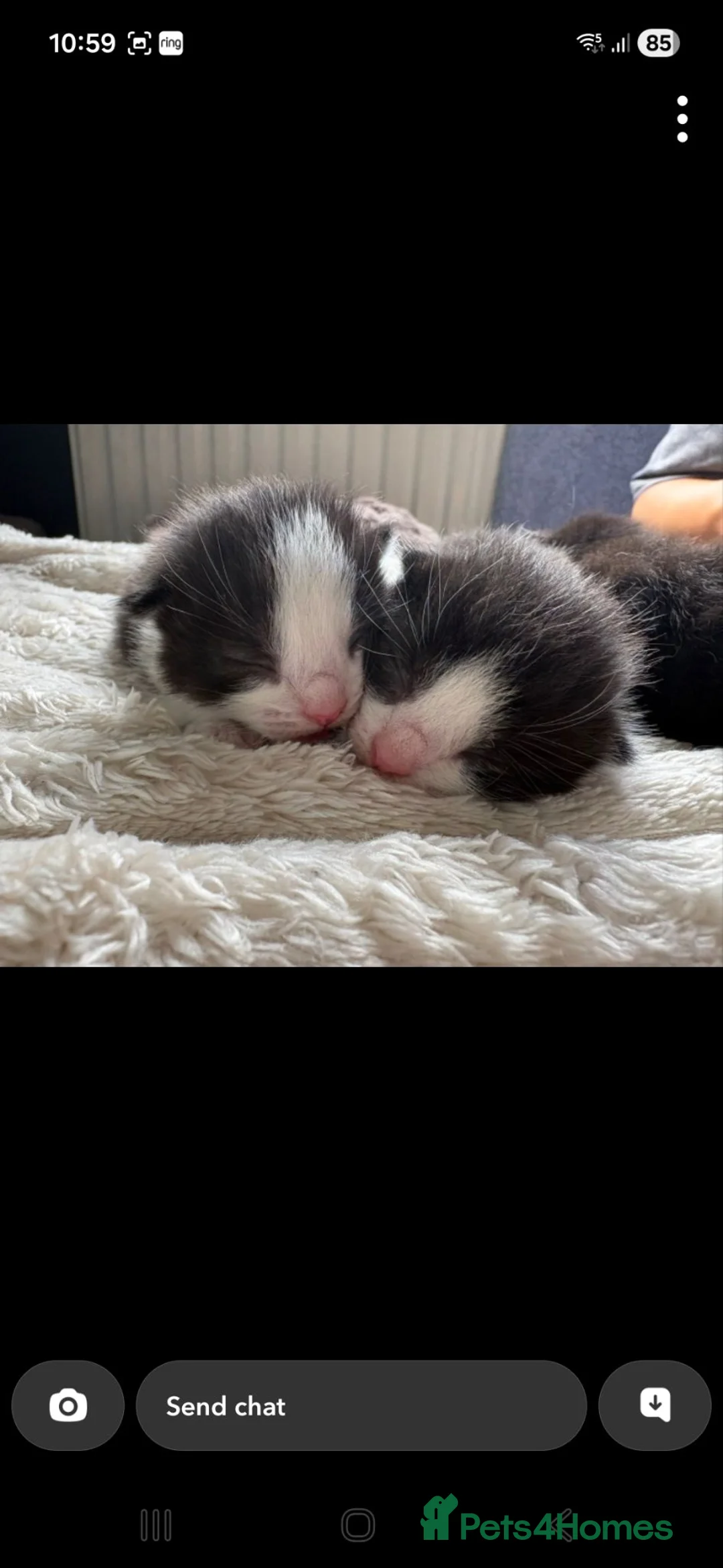 Mixed Breed cats for sale: Two gorgeous male kittens in Wigan - Advert 2