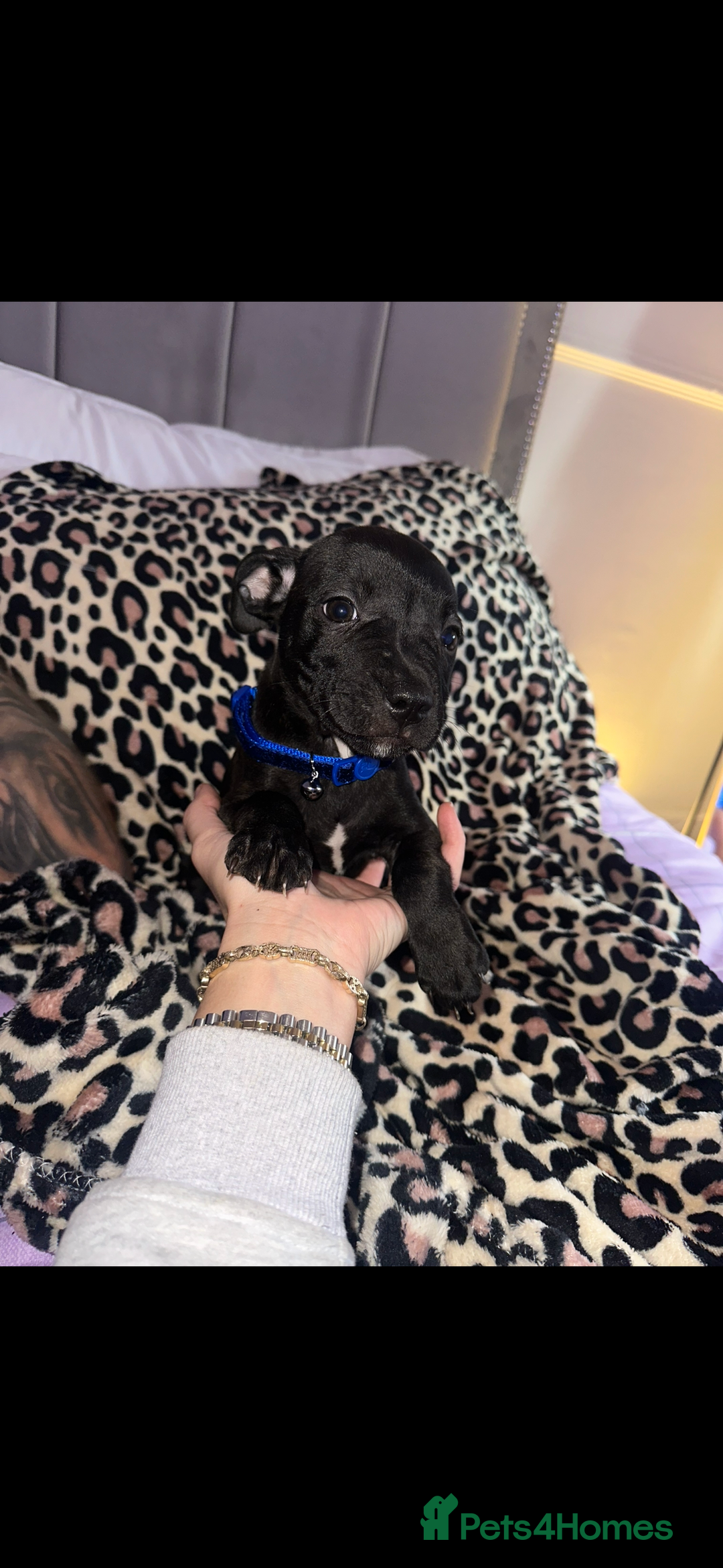 Staffordshire Bull Terrier dogs for sale: Stunning staff puppies  - Advert 3