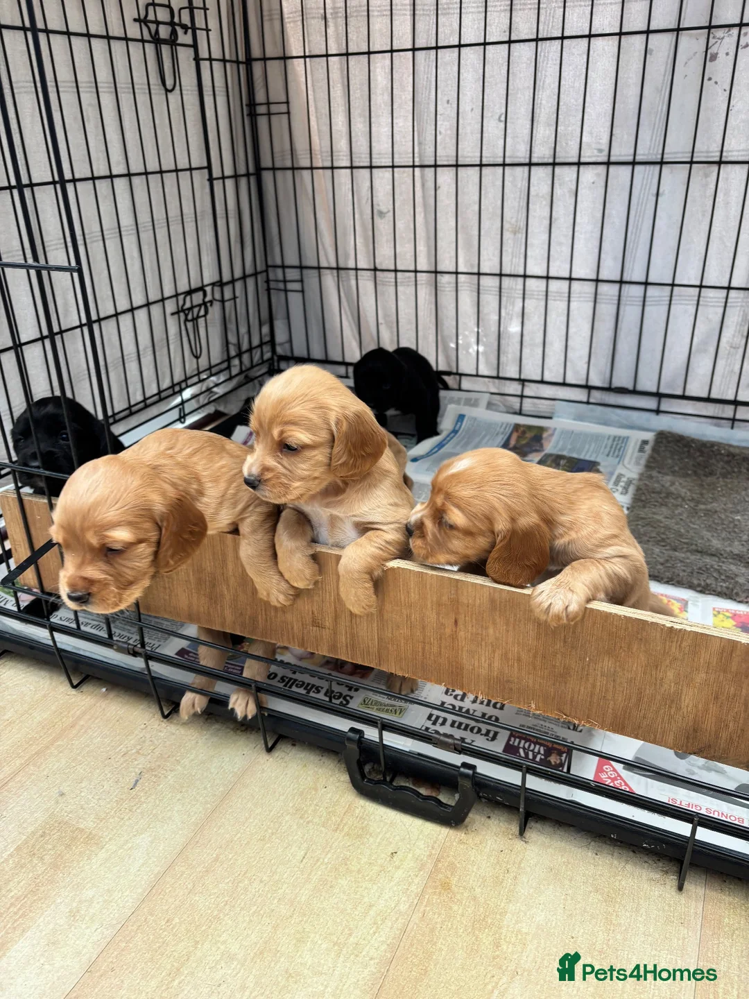 Cocker Spaniel dogs for sale: Cocker spaniel puppies  in Beaworthy - Advert 1