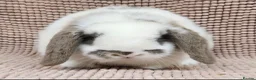 Mini Lop rabbits for sale: Mini lop bucks  in Romsey - Advert 6