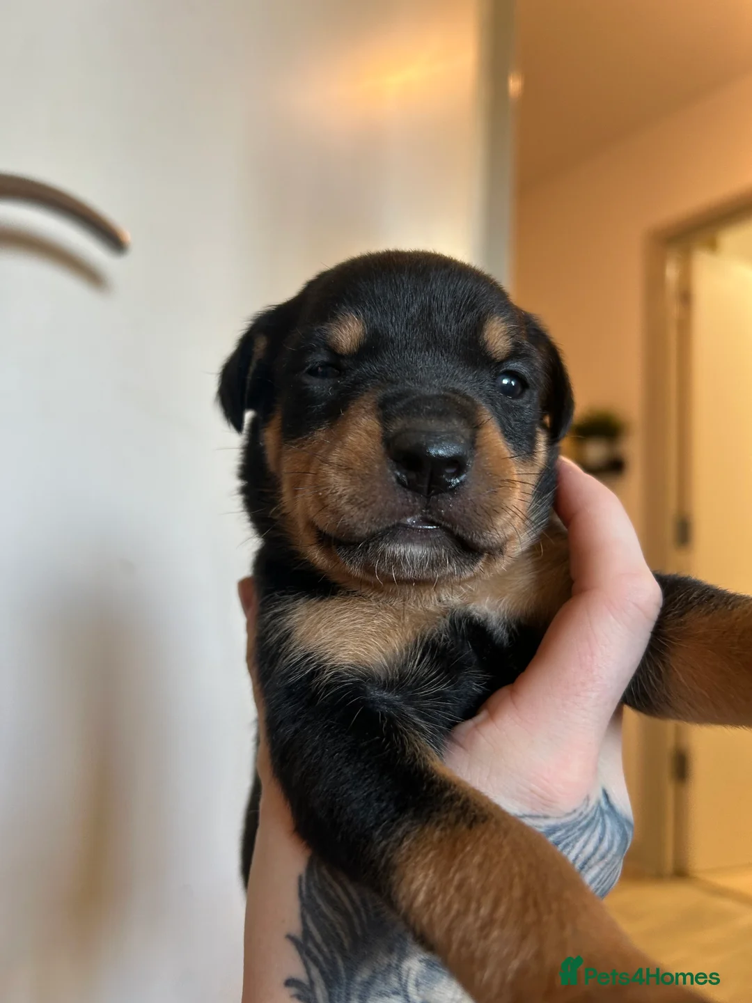 Rottweiler dogs for sale: Rottweiler puppies, only 2 girls left! Ready now  - Advert 27