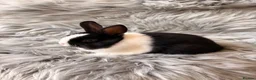 Netherland Dwarf rabbits for sale: Netherland Dwarf Kits For Sale - Advert 8