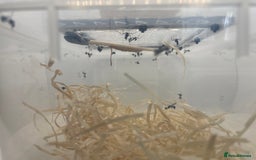 Praying Mantis invertebrates for sale: Ghost mantis  - Image 6