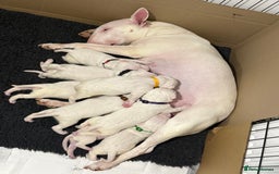 English Bull Terrier dogs for sale: Outstanding English Bull Terrier Puppies - Image 12