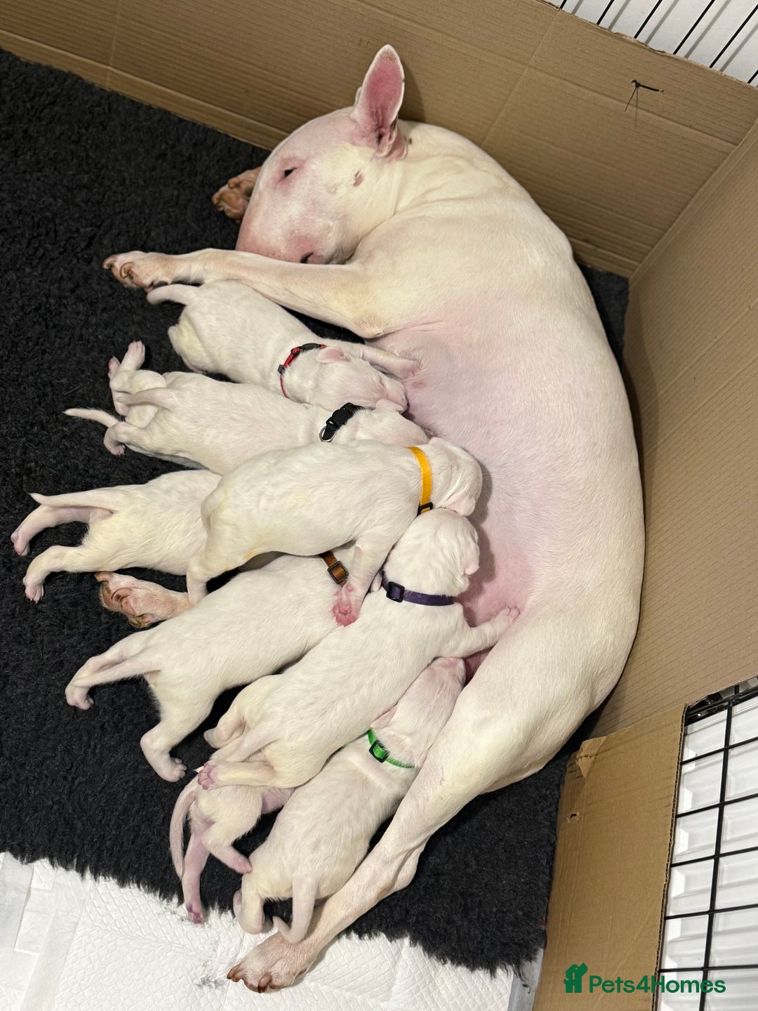 English Bull Terrier dogs for sale: Outstanding English Bull Terrier Puppies - Image 12