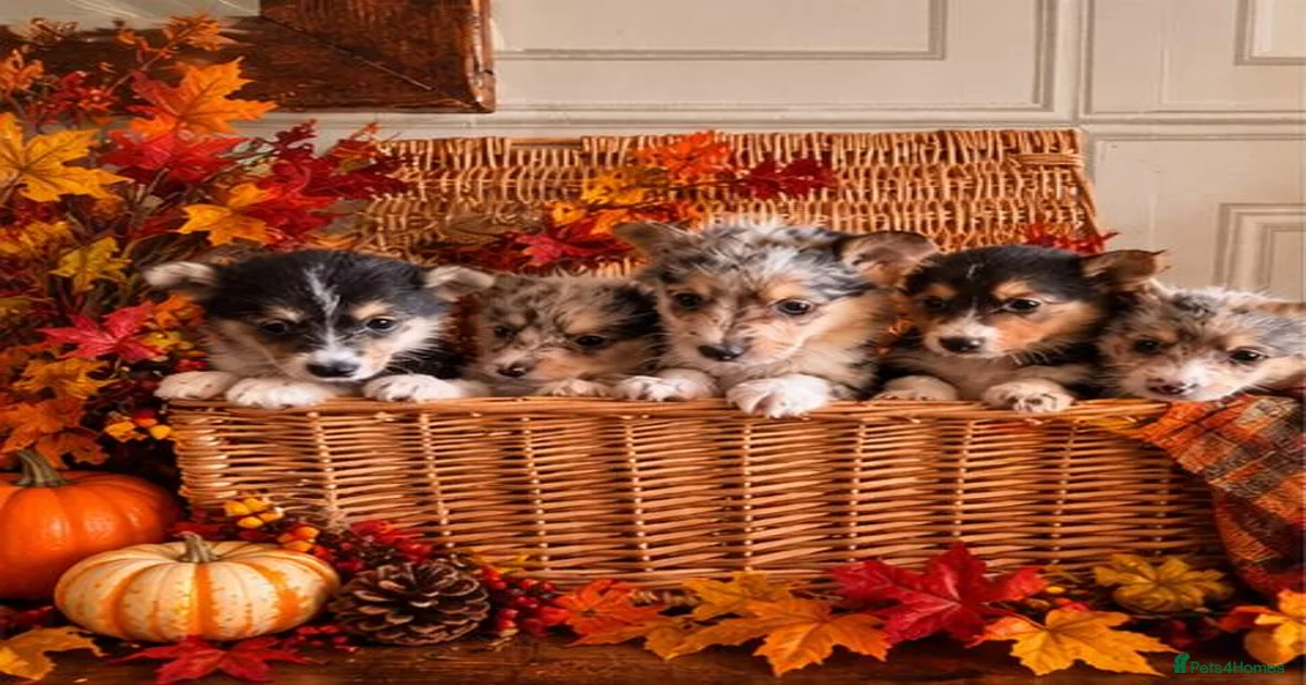 Dachshund mix Puppies for sale | Pets4Homes