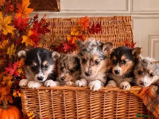 Mixed Breed dogs Rare- Pembroke sheltie Puppies - Advert 3