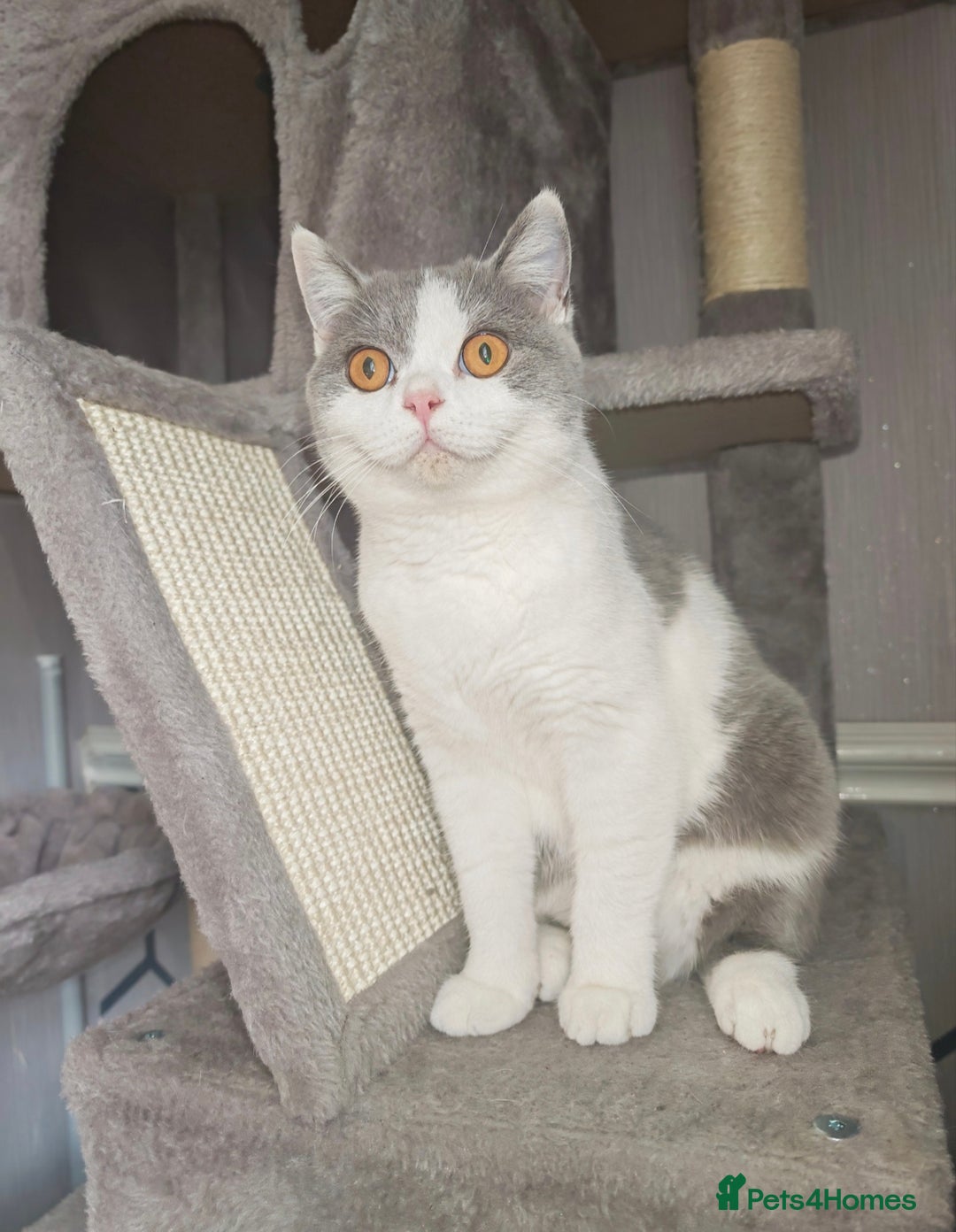 British Shorthair cats for sale: British shorthair  - Advert 2