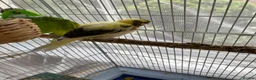 Canaries birds for sale: 3 baby canaries for sale - Advert 2