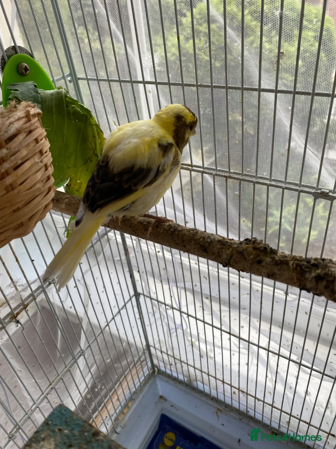 Canaries birds for sale: 3 baby canaries for sale - Advert 2