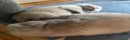 British Shorthair cats for sale: Fawn Pure Pedigree GCCF British Short Hair in Reading - Advert 10