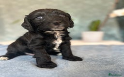 Cockapoo dogs for sale: Cocker Spaniel x Cockapoo Puppies Ready Soon  - Image 11