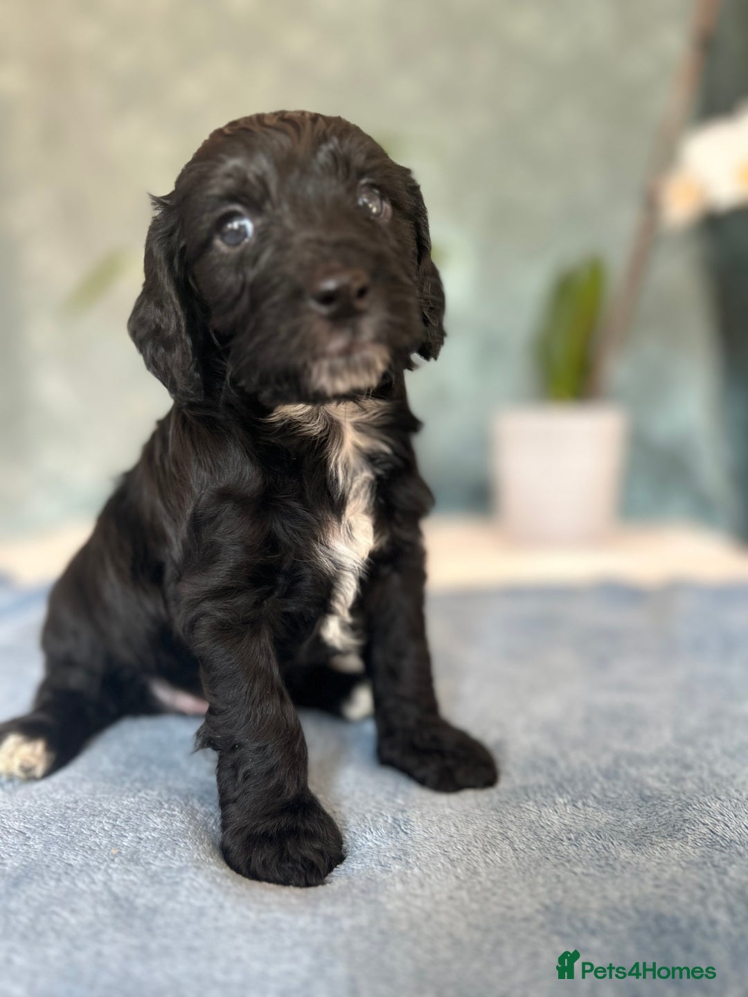 Cockapoo dogs for sale: Cocker Spaniel x Cockapoo Puppies Ready Soon  - Image 11