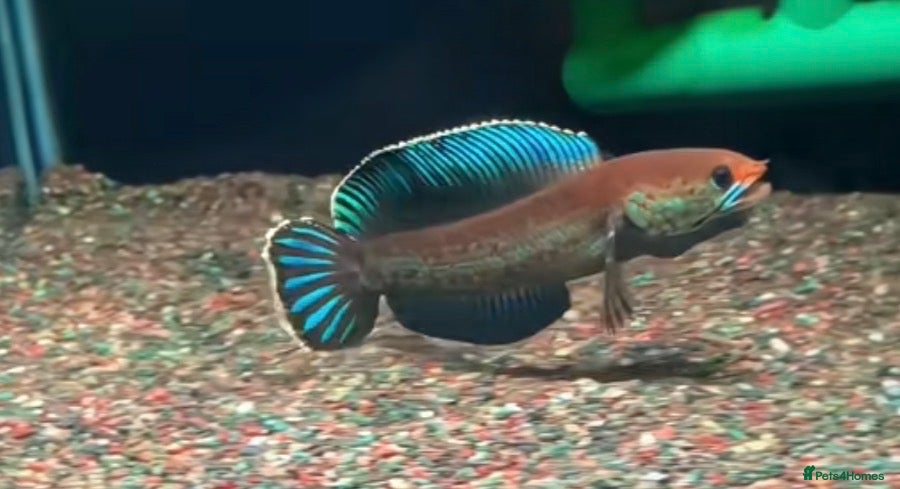 Other/Mixed Breed fish dwarf snakehead  - Advert 1