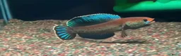 Other/Mixed Breed fish for sale: dwarf snakehead  in Birmingham - Advert 1