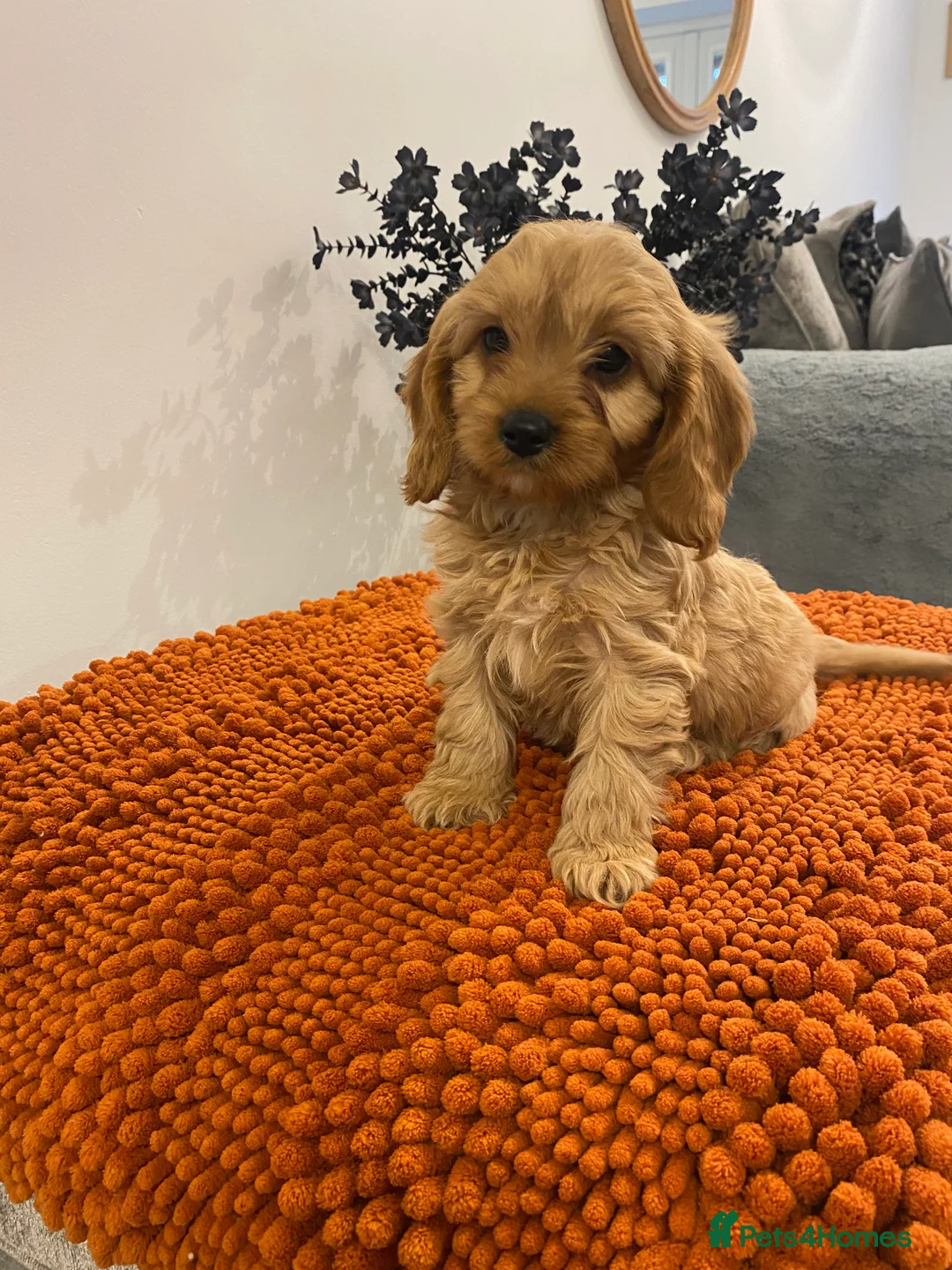 Cavapoo dogs for sale: F1 Cavapoo puppies  - Advert 7