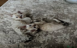 Bengal cats for sale: PURE BRED SNOW LYNX kittens 🐱 - Advert 6