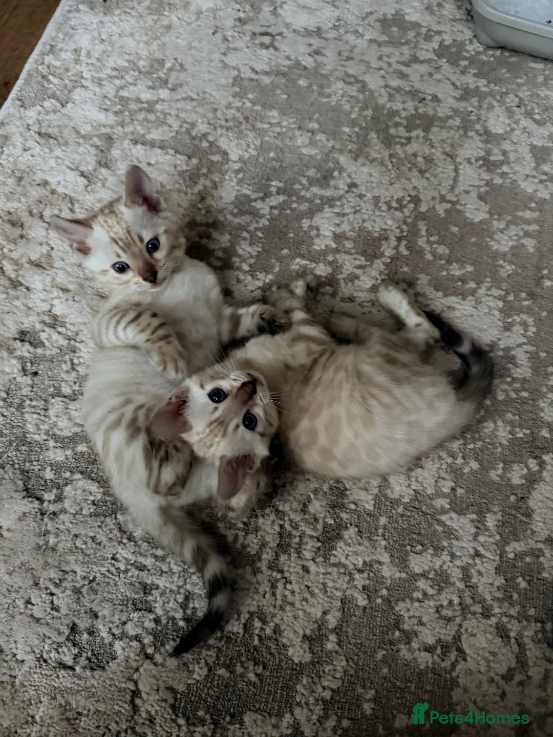 Bengal cats for sale: PURE BRED SNOW LYNX kittens 🐱 - Advert 6