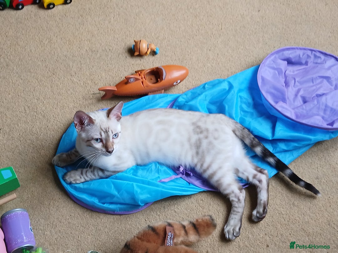 Bengal cats for sale: Health-checked TICA Family Bengal Kitten READY NOW in Warminster - Image 2