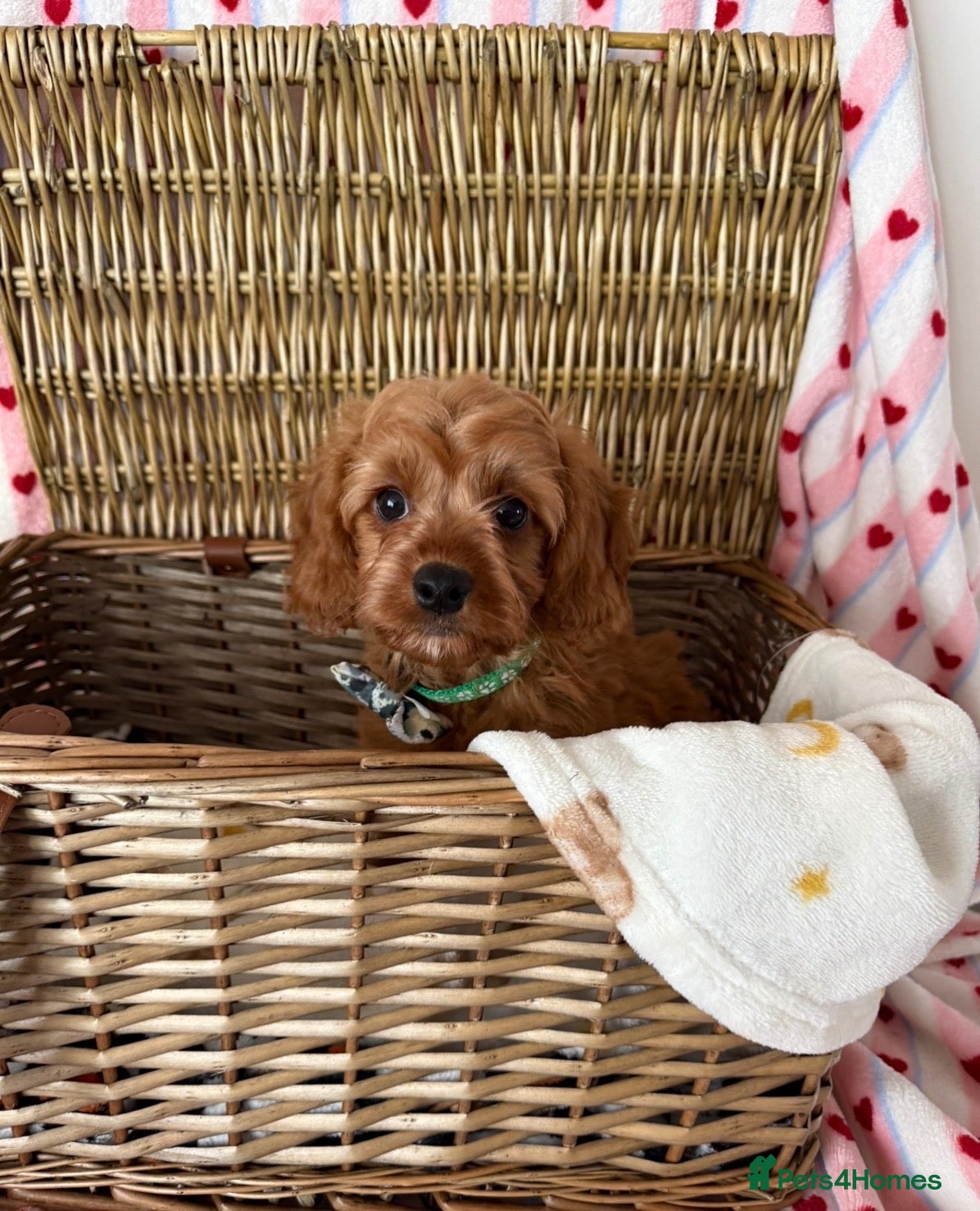 Cavapoo dogs Stunning quality cavapoo pups - Advert 1
