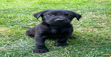 Labrador Retriever dogs - Advert 7