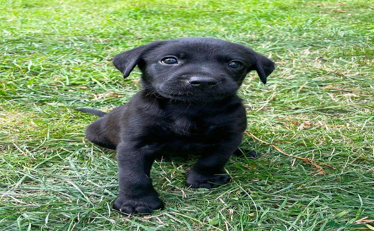 Labrador Retriever dogs - Advert 2