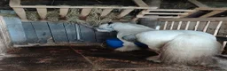 Irish Cob horses for sale: In hand riding pony in Hartlepool - Advert 2
