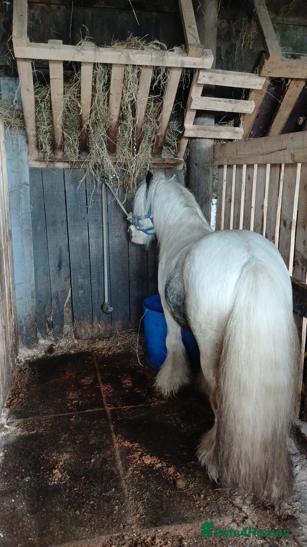Irish Cob horses for sale: In hand riding pony in Hartlepool - Advert 2
