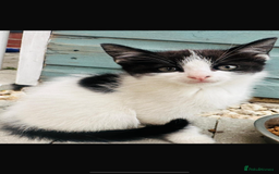 Domestic Shorthair cats for sale: Kittens looking for a loving home - Image 3