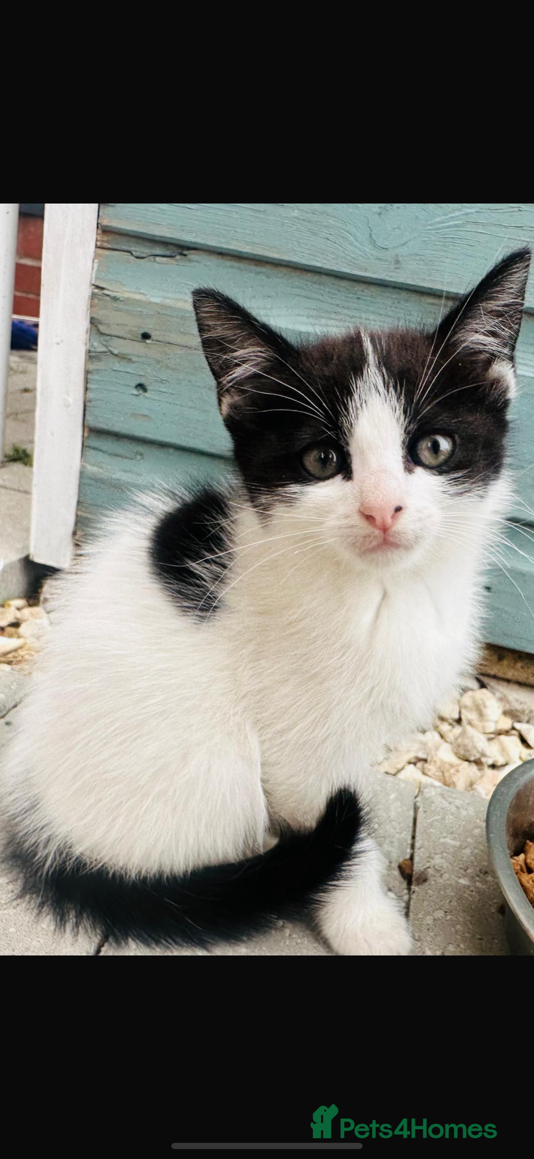 Domestic Shorthair cats for sale: Kittens looking for a loving home - Image 3