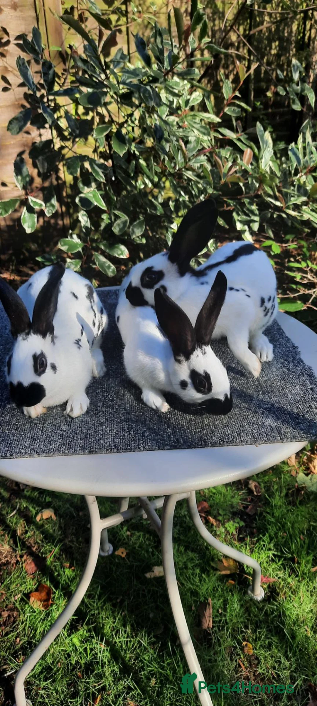English Spot rabbits for sale: English Spot rabbits in Dereham - Advert 4