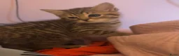British Shorthair cats for sale: 8 week old little girl  - Advert 2