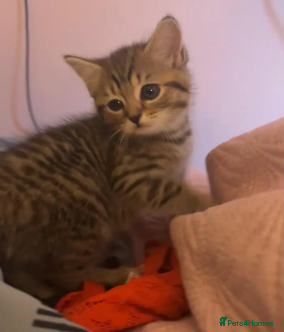 British Shorthair cats for sale: 8 week old little girl  - Advert 2