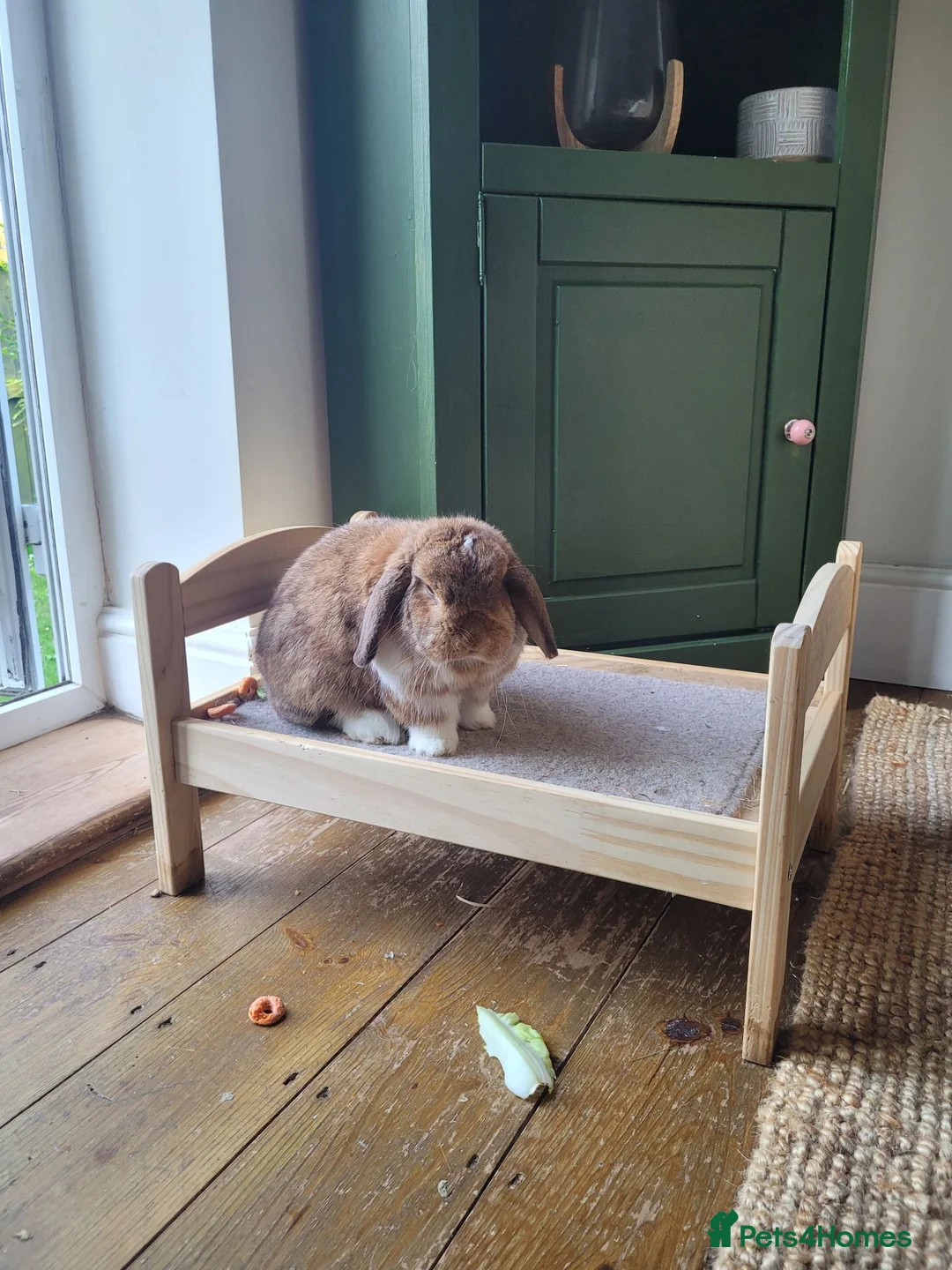 French Lop rabbits for sale: Mini French Lop in Plymouth - Advert 13