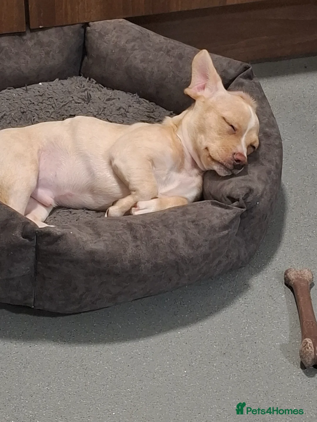 Chiweenie dogs for sale: 8 month old male  in Chorley - Advert 2