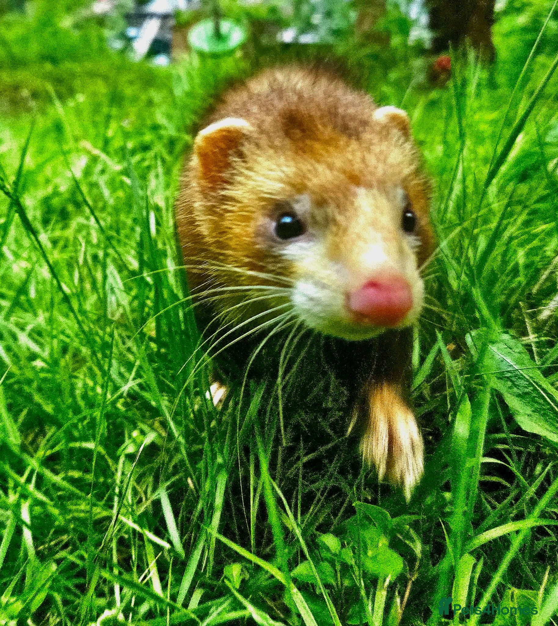 Ferret rodents Ferret for a Good Home - Advert 1