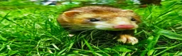 Ferret rodents for sale: Ferret for a Good Home in Deeside - Advert 1