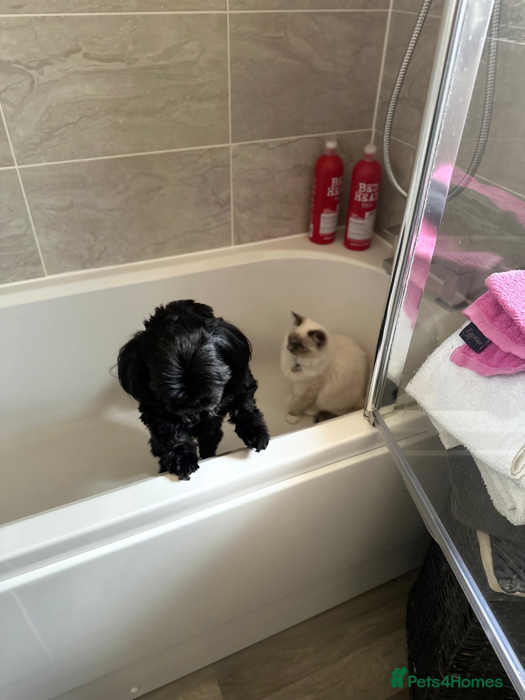Shih Tzu dogs for sale: Shih Tzu 10 years old dog needing to be rehomed!!  - Advert 4