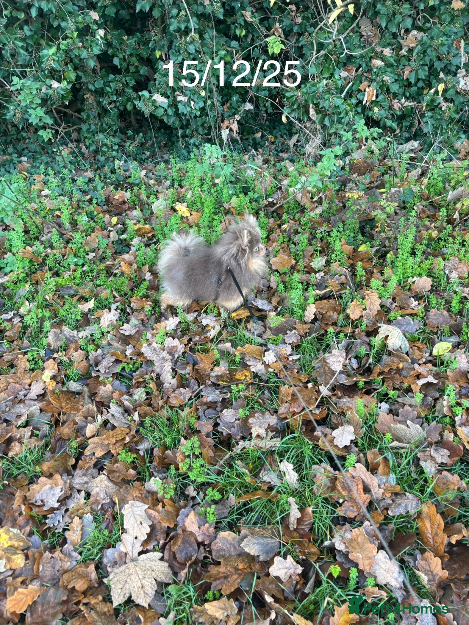 Pomeranian dogs 1.6kgPuppysize teddybear lilac and tan Pomeranian  - Advert 6