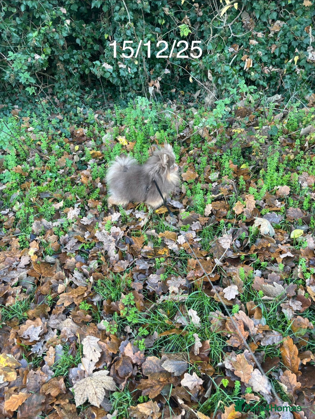 Pomeranian dogs for stud: 1.6kgPuppysize teddybear lilac and tan Pomeranian  - Advert 1