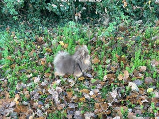 Pomeranian dogs 1.6kgPuppysize teddybear lilac and tan Pomeranian - Advert 21