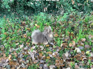 Pomeranian dogs 1.6kgPuppysize teddybear lilac and tan Pomeranian - Advert 1