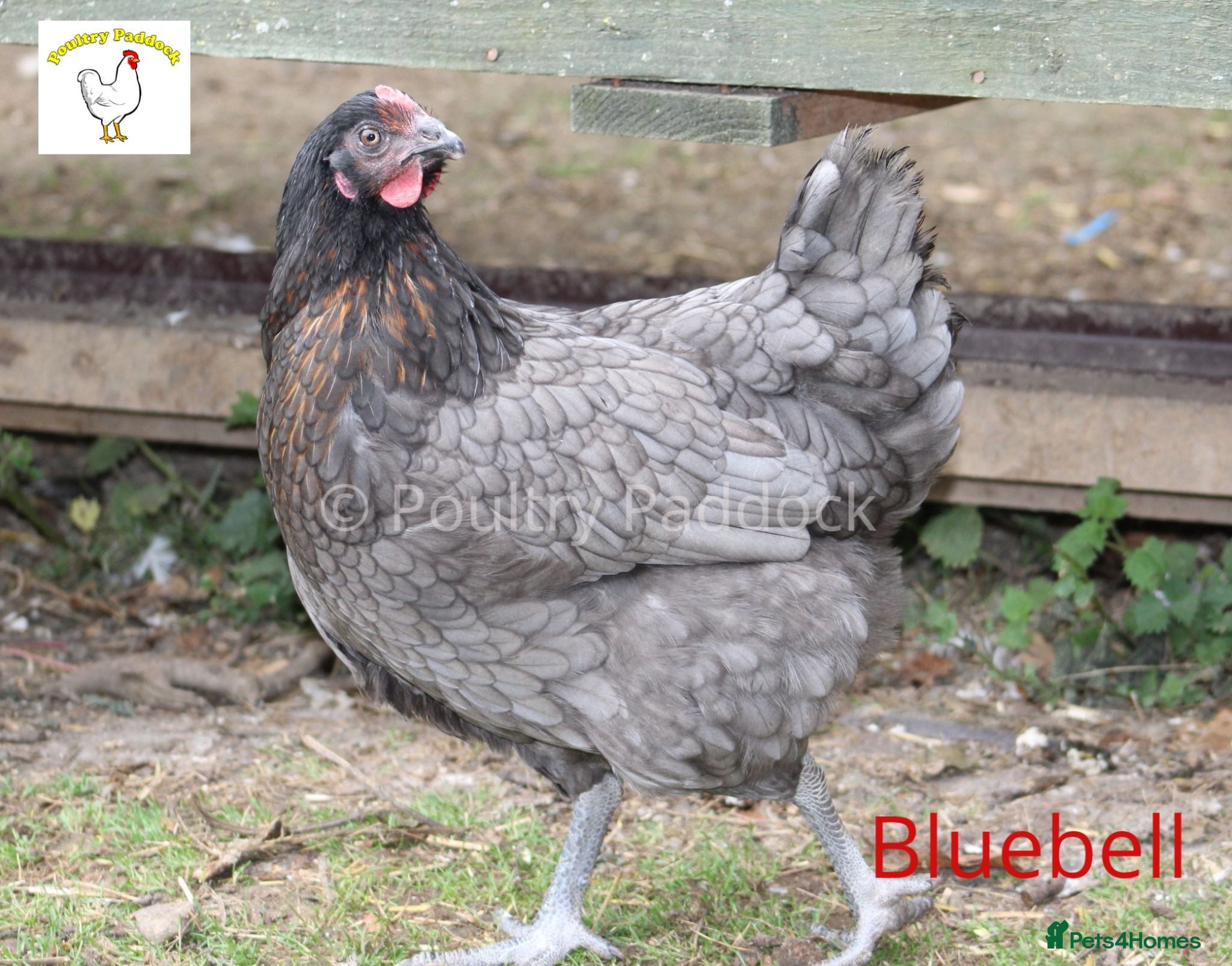 Hens poultry Laying Hens - Point of Lay - lots of colours - Advert 1